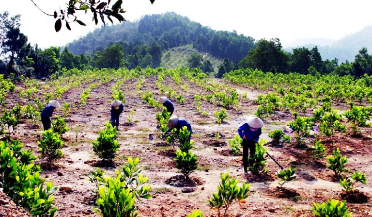 Tăng cường công tác quản lý bảo vệ rừng, phòng cháy, chữa cháy rừng, phát triển rừng dịp Tết Nguyên đán Quý Mão năm 2023 